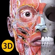 Анатомия – 3D Атлас