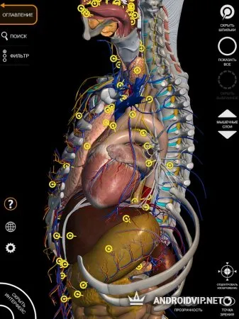 Анатомия – 3D Атлас фото 6