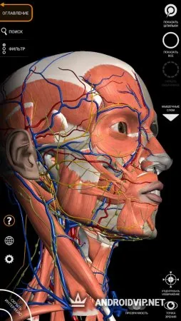 Анатомия – 3D Атлас фото 4