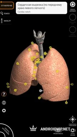 Анатомия – 3D Атлас фото 5