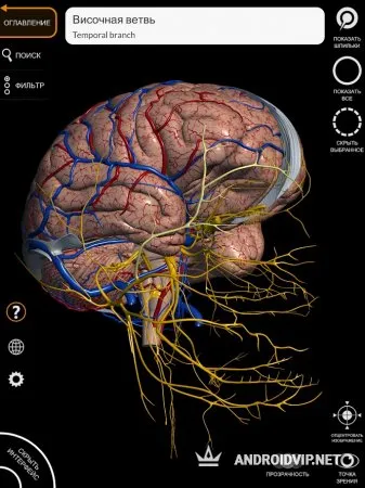 Анатомия – 3D Атлас фото 7