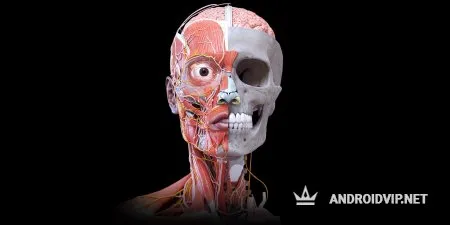 Анатомия – 3D Атлас фото