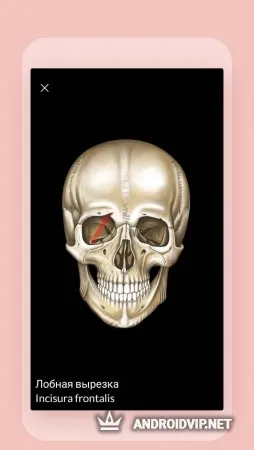 Easy Anatomy - Учи анатомию эффективно фото