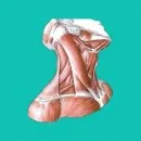 Easy Anatomy - Учи анатомию эффективно