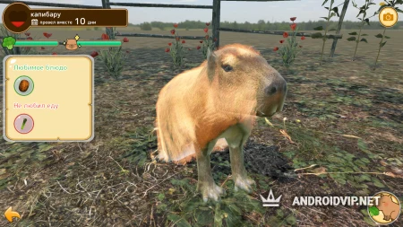 Капибара Горячий источник фото