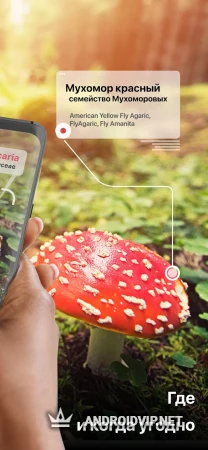 Picture Mushroom - Mushroom ID фото 2