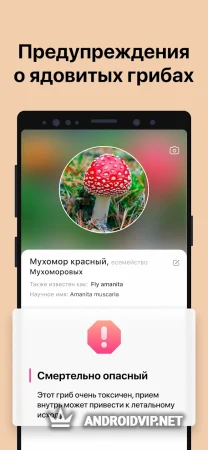 Picture Mushroom - Mushroom ID фото 3